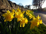 Spring in West Bradford